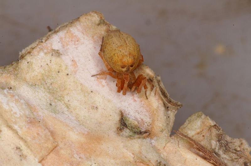 Uloborus_ZZ625_D7987_Z_89_North Stradbroke island_Australie.jpg